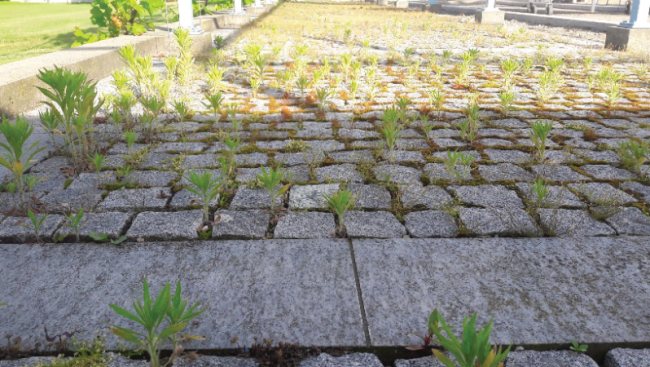 Preview: Unkrautbekämpfung ohne Chemie